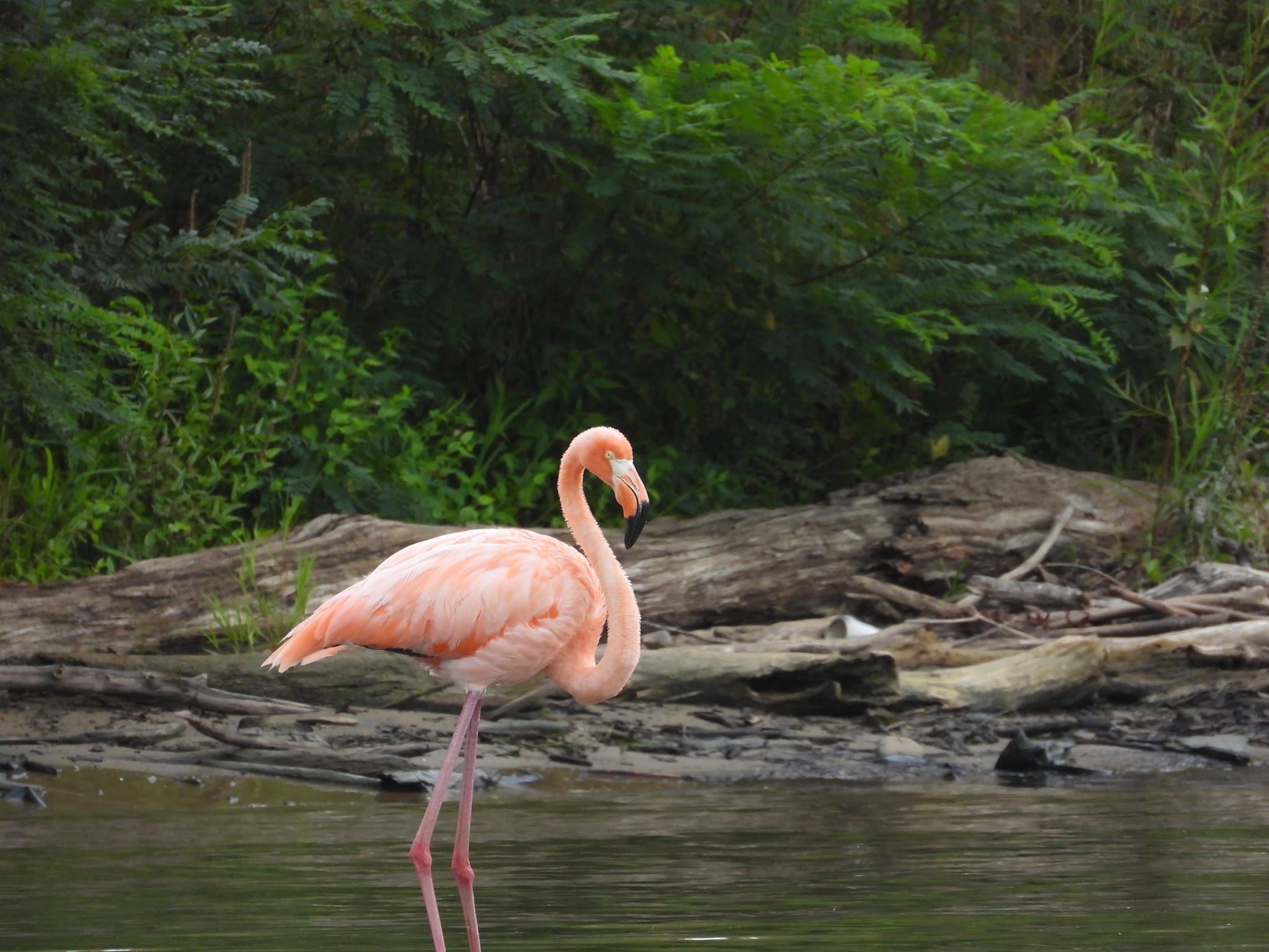 Flamingo reported in Michigan for first time ever 