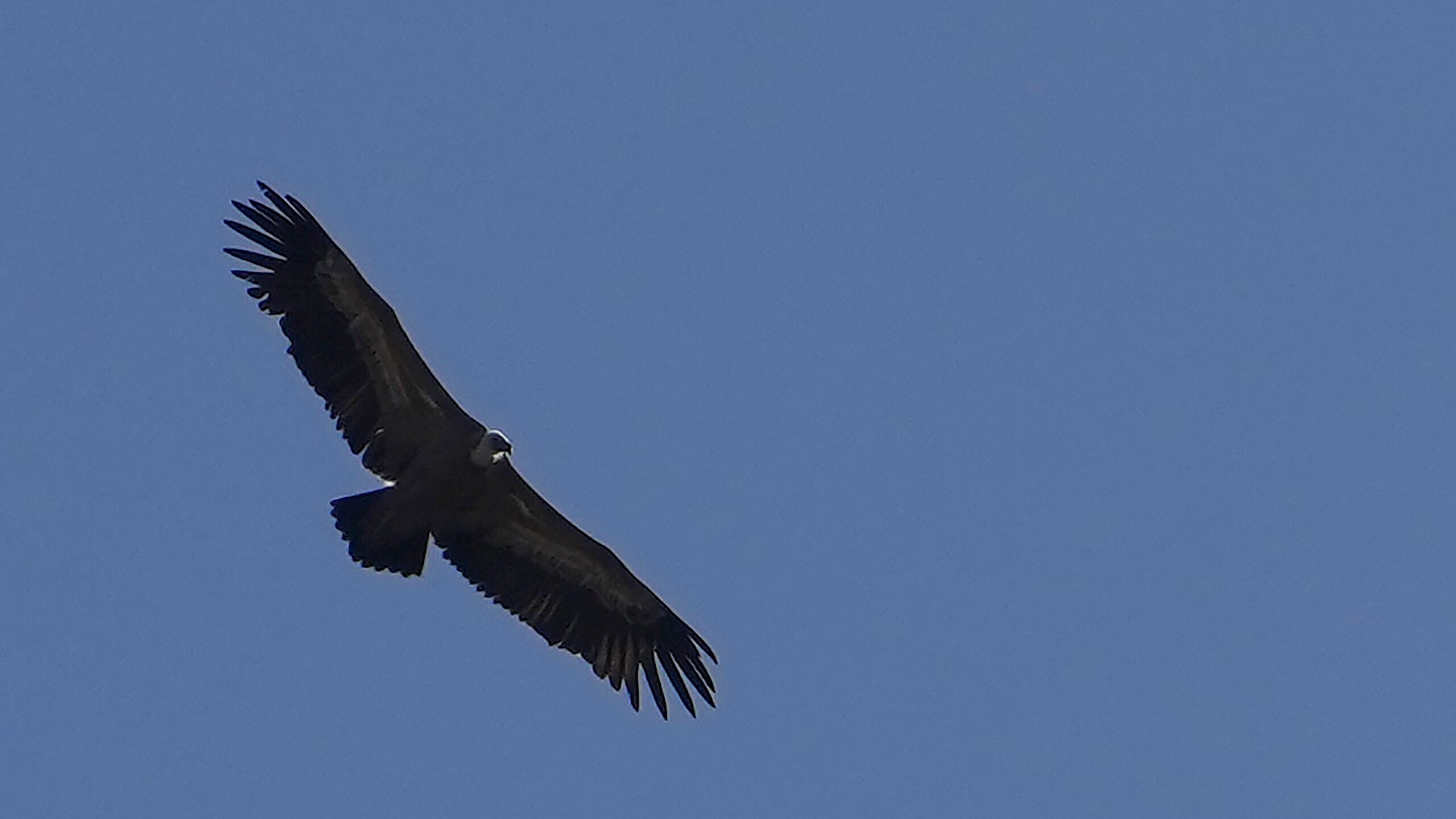 Spanish griffon vultures are released into the wild in Cyprus