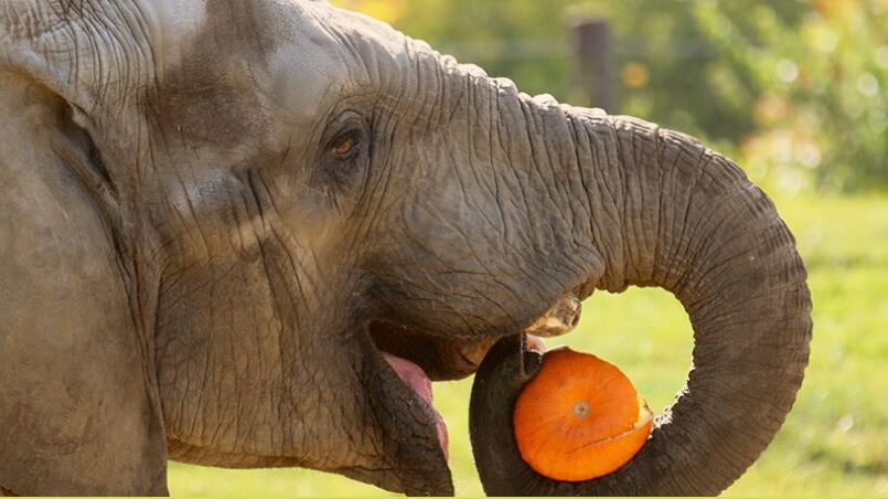 Halloween in Indianapolis means elephants smashing pumpkins, more fun at ZooBoo