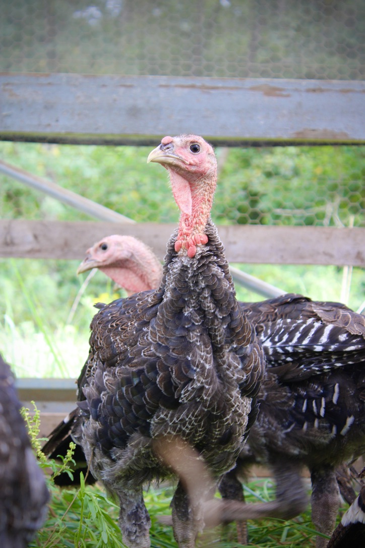 Family farm-raised turkeys at Tyner Pond Farm. (Photo provided/Tyner Pond Farm)