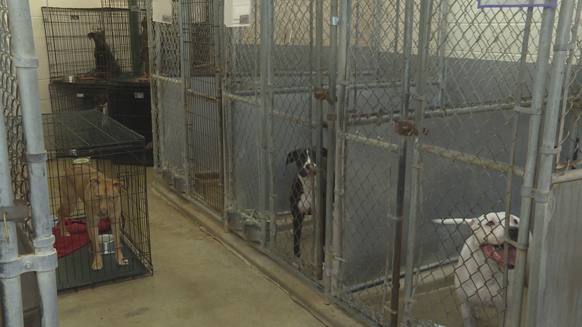 Massively Overpopulated Animal Shelter In Anderson Pleads For Help ...