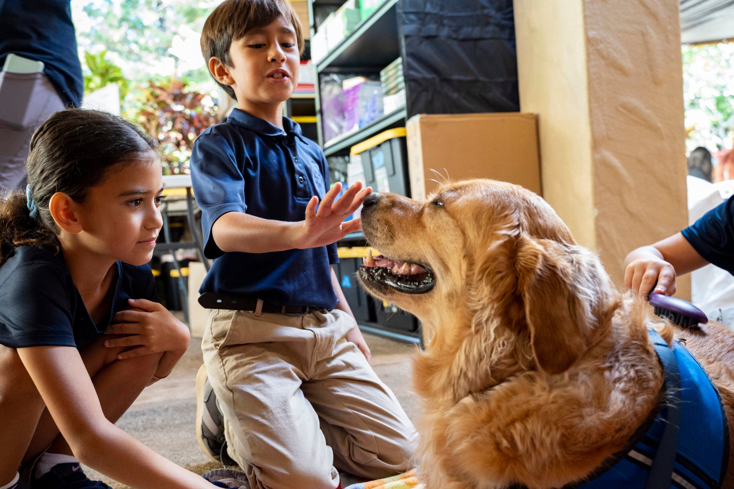 Sacred Hearts School third grade students pet Quincy, a comfort dog with Assistance Dogs of Hawaii, at Sacred Hearts Mission Church on Tuesday, Oct. 3, 2023, in Lahaina, Hawaii. Dogs across the United States have been becoming affected by a mystery respiratory illness that acts like a prolonged cough before symptoms worsen.