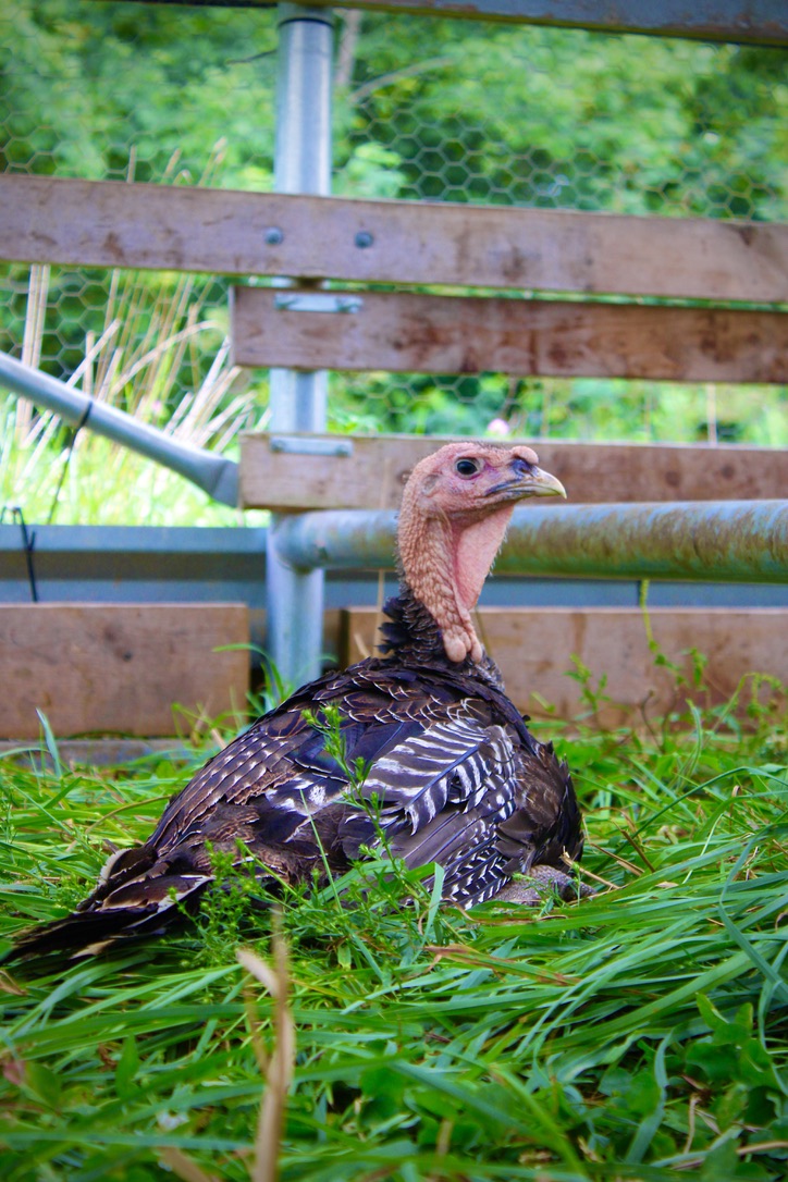 Family farm-raised turkeys at Tyner Pond Farm. (Photo provided/Tyner Pond Farm)