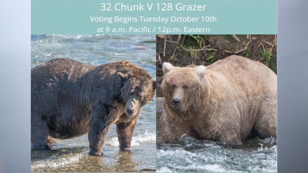 Fat Bear Tuesday finalists are in! Chunk vs. Grazer Indianapolis News