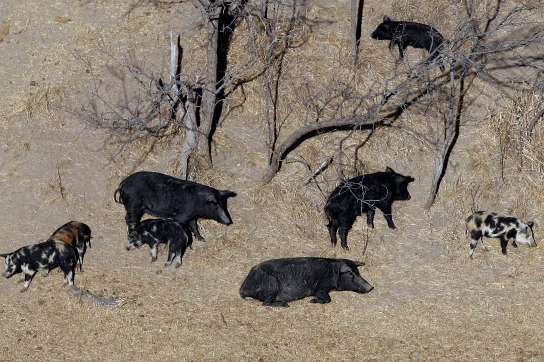 FILE - In this Feb. 18, 2009 file photo, feral pigs roam near a Mertzon, Texas ranch. Minnesota, North Dakota and Montana and other northern states are making preparations to stop a threatened invasion from Canada. Wild pigs already cause around $2.5 billion in damage to U.S. crops every year, mostly in southern states like Texas. But the exploding population of feral swine on the prairies of western Canada is threatening spill south. (AP Photo/Eric Gay, File)