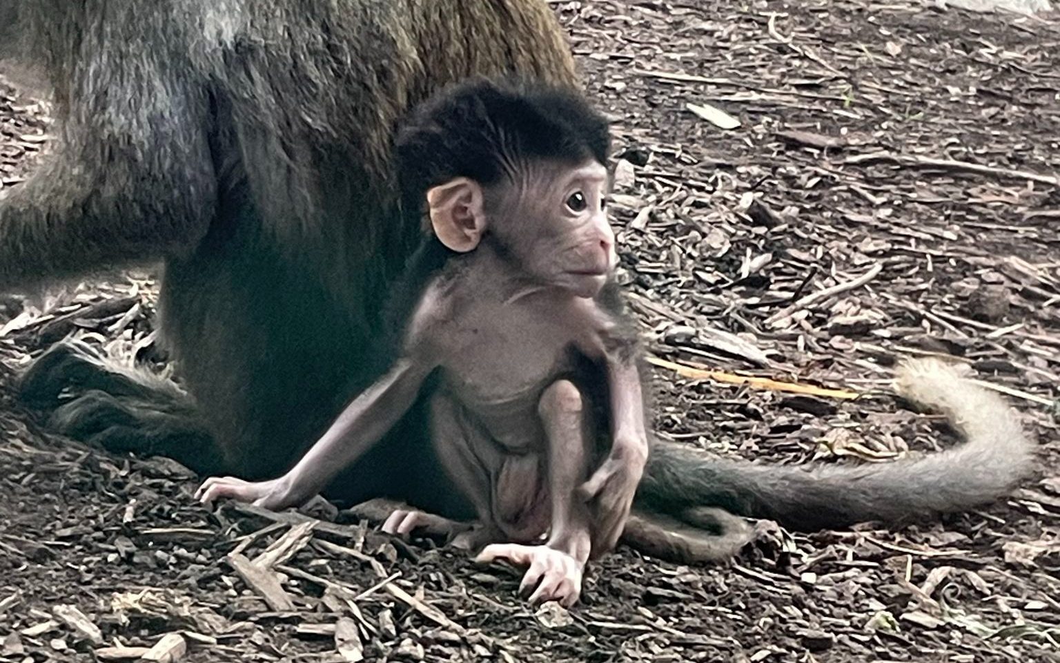 The Indianapolis Zoo is celebrating the birth of a long-tailed macaque.
