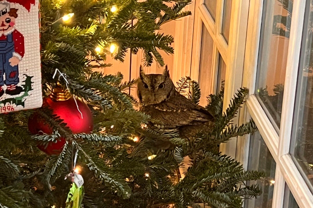 An owl is found sitting in a Christmas tree in Lexington, Kentucky, on Nov. 27, 2023. The bird was safely released into the family's backyard. (Bobby Hayes via AP)