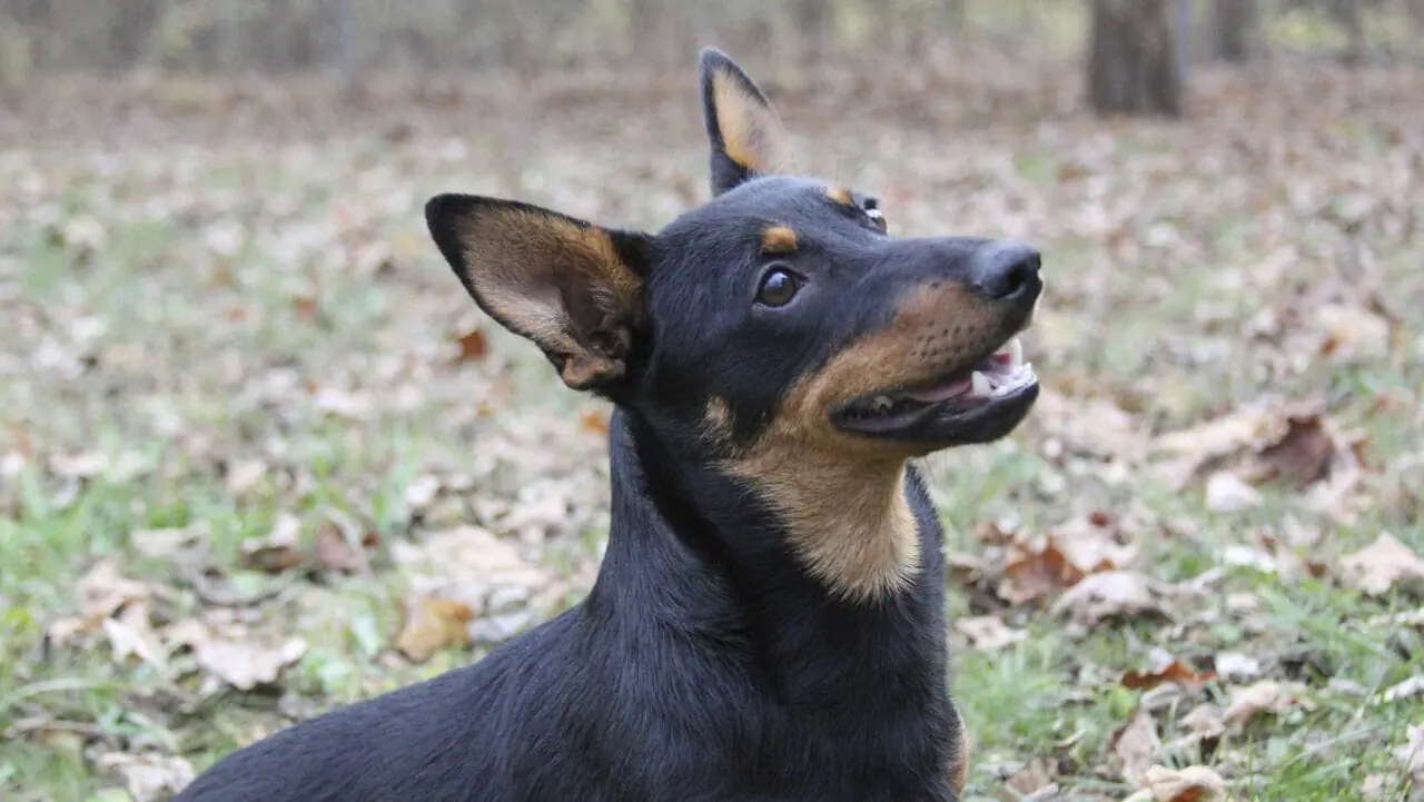 Lex, a Lancashire heeler, sits at attention, Friday, Dec. 29, 2023, in Morristown, N.J. The Lancashire heeler, is the latest breed recognized by the American Kennel Club. The short-legged, long-bodied and rare herding breed is now eligible for thousands of U.S. dog shows.