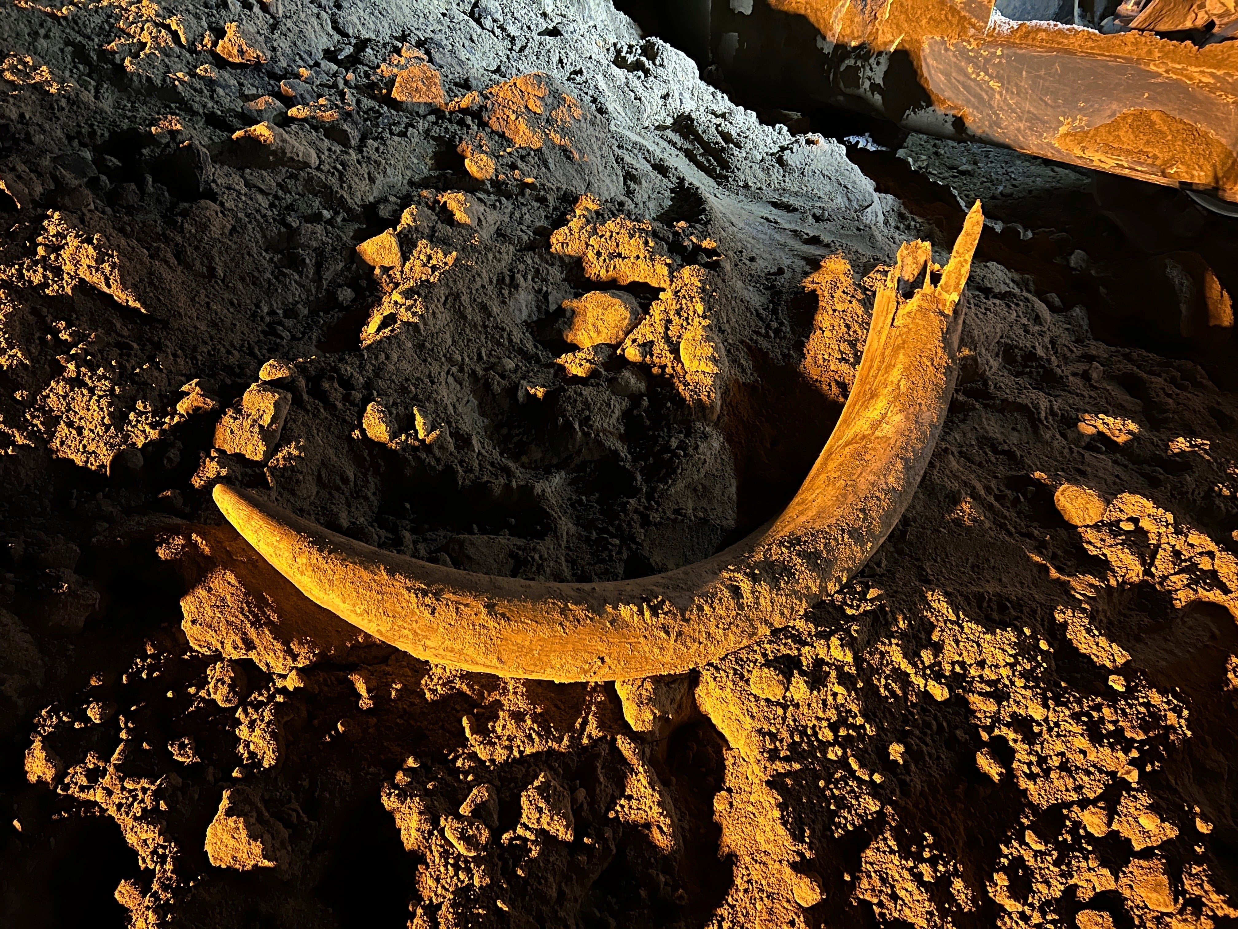 In this image provided by Coleman Fredricks, coal miners unearthed a mammoth tusk in May 2023 at the Freedom Mine near Beulah, N.D. The large scoop of an electric shovel dug the tusk out of the earth and dropped it into a truck, which later dumped the load, revealing the tusk. The North Dakota Geologic Survey subsequently visited the mine and dug for more bones at the site, finding more than 20 mammoth bones, now wrapped in plastic for their protection as paleontologists work to preserve them.