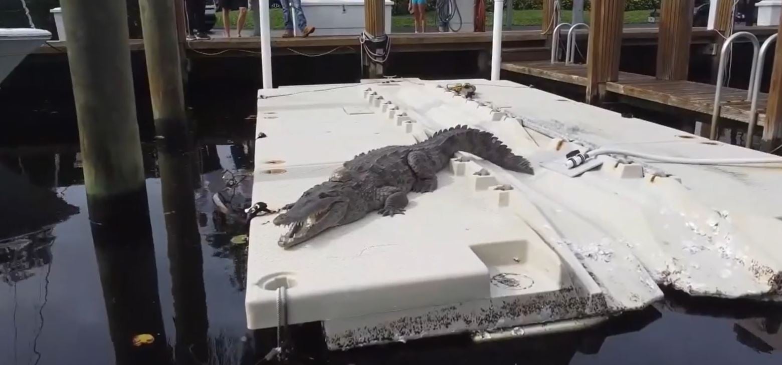 A resident at a condo complex in Fort Lauderdale, Florida spotted a crocodile sunbathing on a dock. (Provided photo/WSVN via CNN)