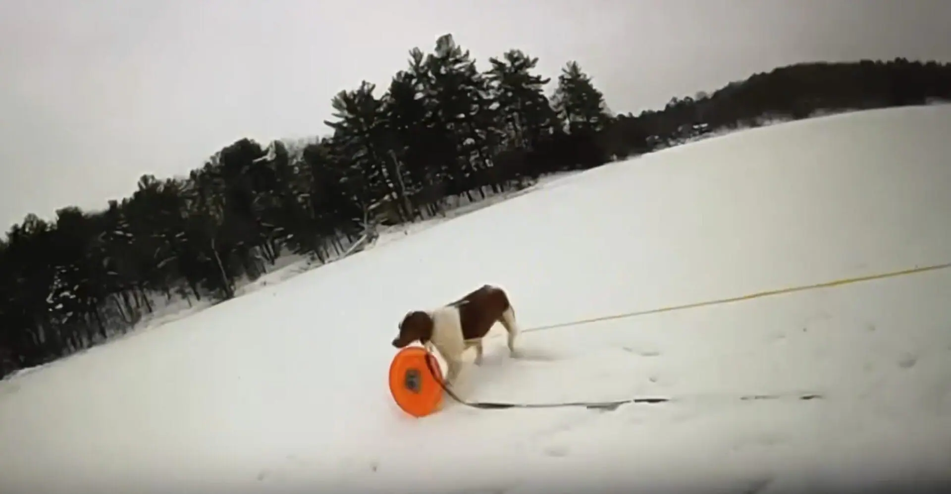 In this image taken from video provided by Michigan State Police, a dog named Ruby grasps a rescue disc tethered to a rope. An MSP motor carrier officer wanted Ruby to take the disc to the dog's owner, who fell through the ice on frozen Arbutus Lake in Grand Traverse County, Mich., Thursday, Jan. 18, 2024.