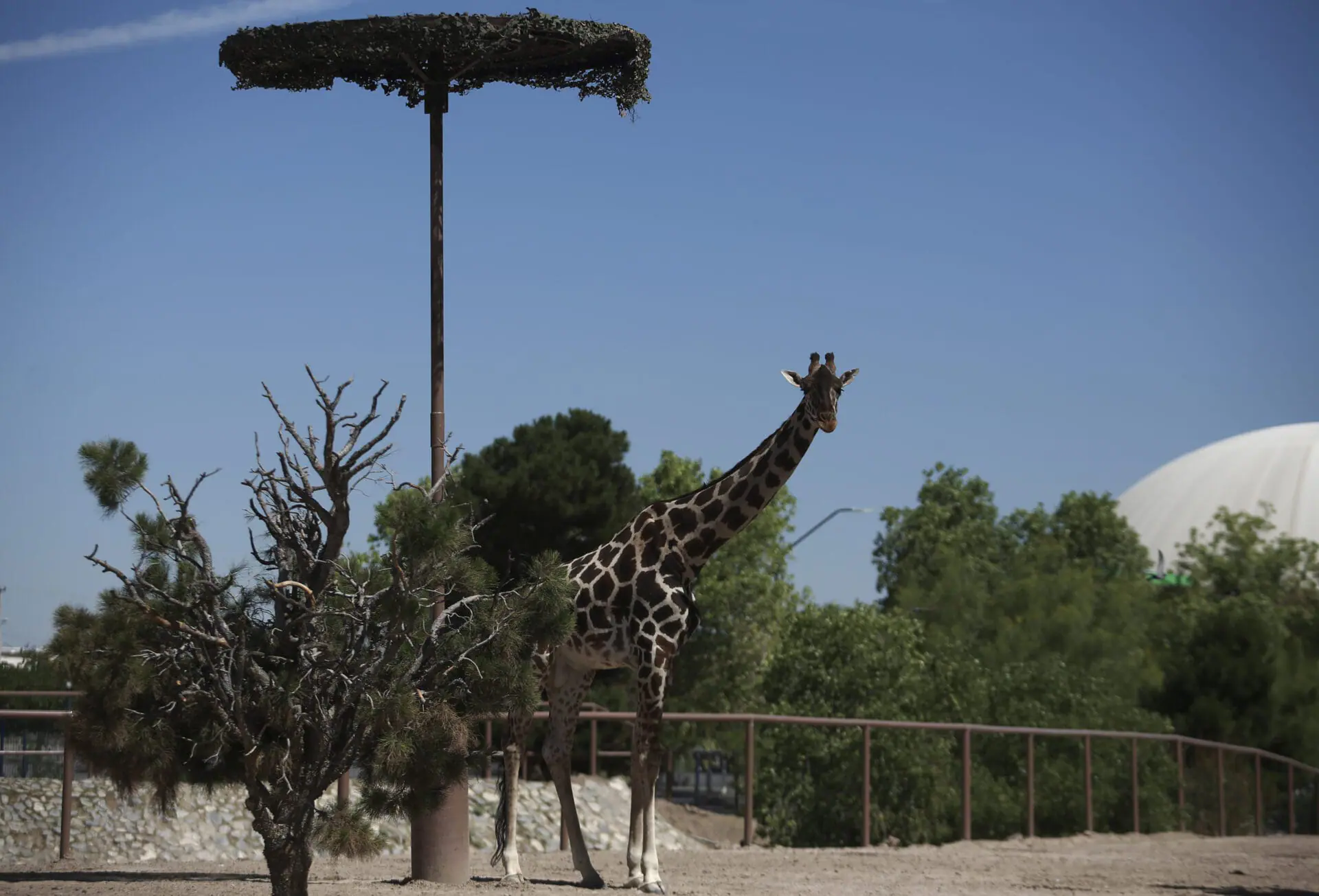 FILE - Benito the giraffe looks out from his enclosure at the city run Central Park, in Ciudad Juarez, Mexico, June 13, 2023. A campaign to save the 3-year-old male from extreme hot and cold temperatures and a small enclosure has paid off with officials from Chihuahua state promising in a Jan. 8, 2024 statement to move him to the more spacious African Safari park in the state of Puebla.