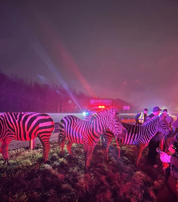 A semi-truck carrying zebras, camels, and a pony caught fire Saturday morning, closing the northbound lane of Interstate 69 in Grant County on Jan. 27, 2023. (Provided Photo/Grant County Sheriff's Office)