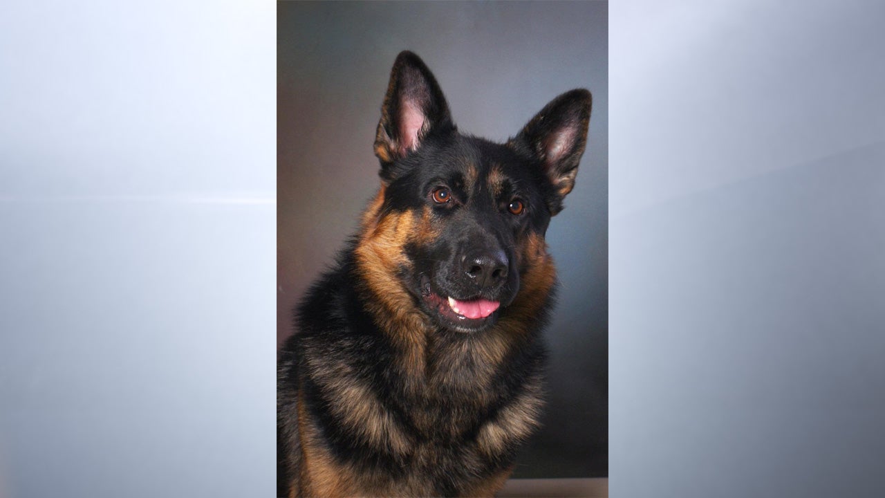 Frankfort Police Department K-9 Officer Otto. Otto passed away on Feb. 1, 2024, after retiring from his position as a drug dog in 2019.