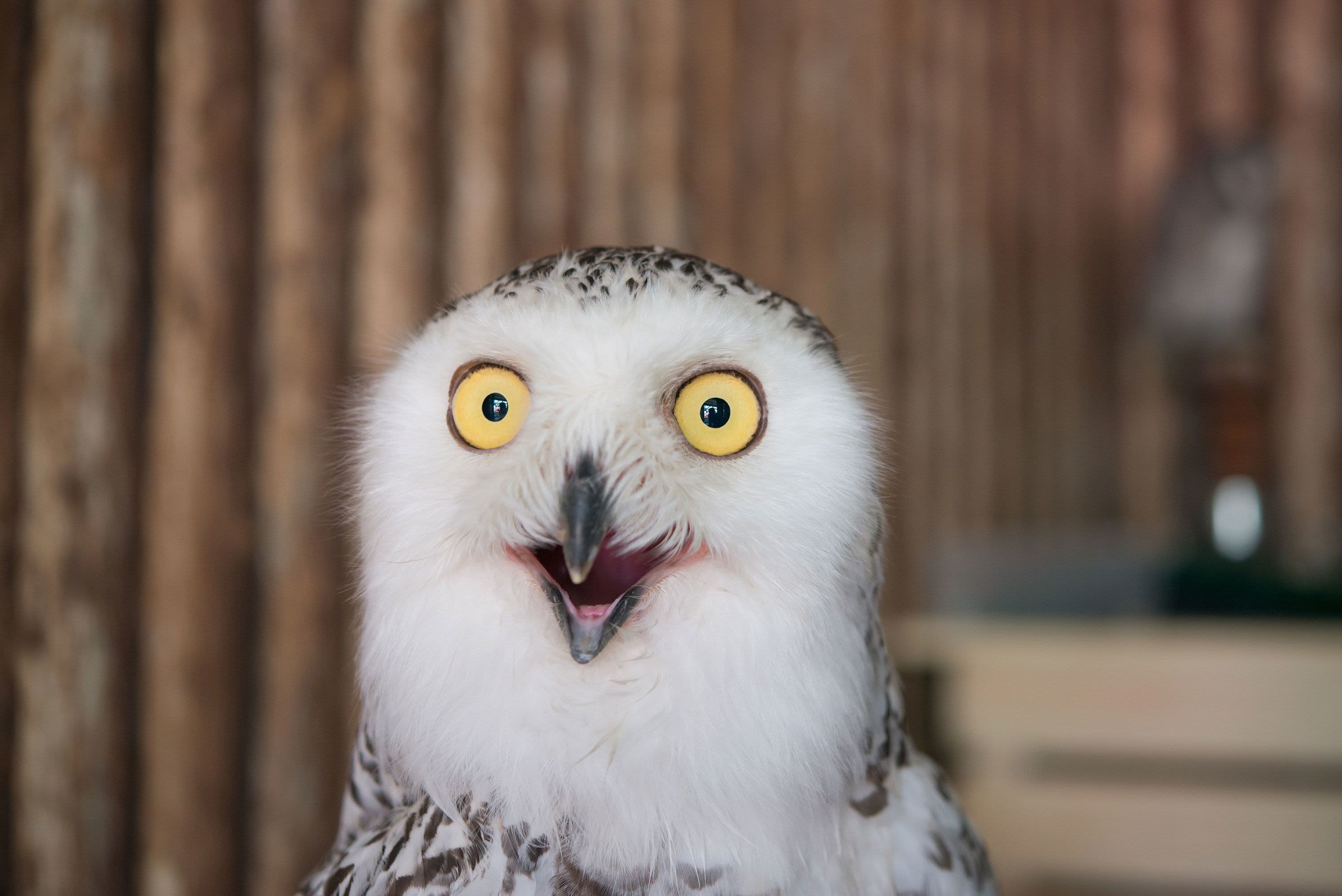 Owls are predatory creatures who take over the internet each year around the Super Bowl. (Photo by pitipat/Adobe Stock)