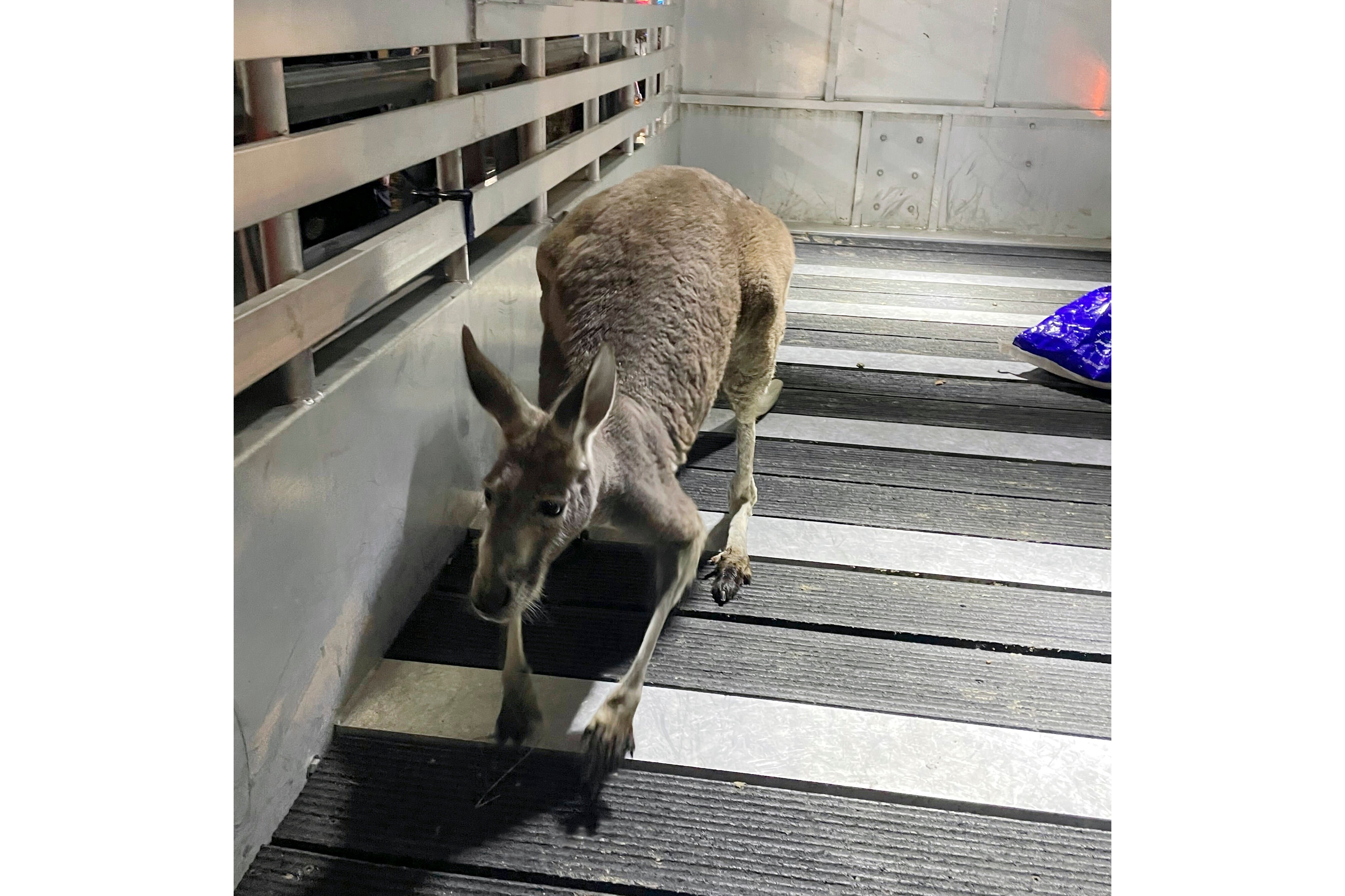 In this image provided by the Hillsborough County, Fla., Sheriff's Office, a kangaroo is shown captured after it was found loose at an apartment complex Thursday, Feb. 8, 2024, in Tampa, Fla. The wayward kangaroo was corralled safely by sheriff's deputies and reunited with its owner after checking for proper registration.