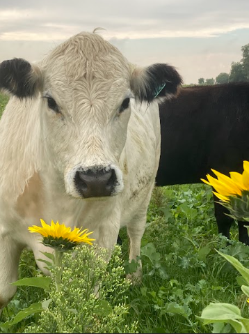 Cattle raised by Mills Family Farms.