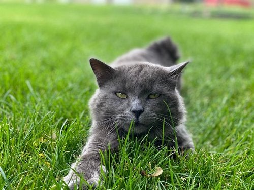 A farm cat on Mills Family Farm. 