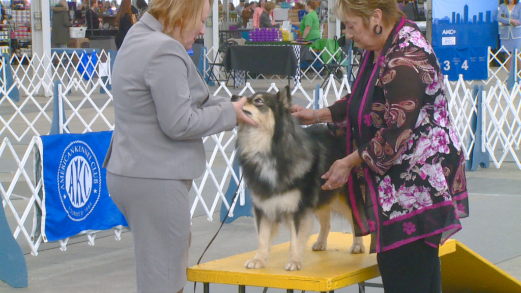 Thousands of canines look to be crowned 'top dog' at Indy Winter
