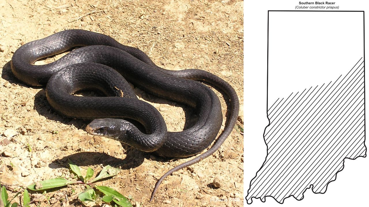 Black Racer - 10 most common snakes you may encounter in Indiana
