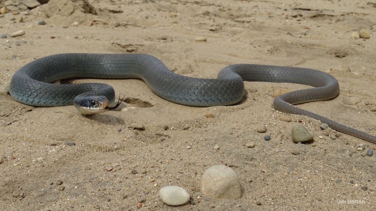 Blue Racer - 10 most common snakes you may encounter in Indiana