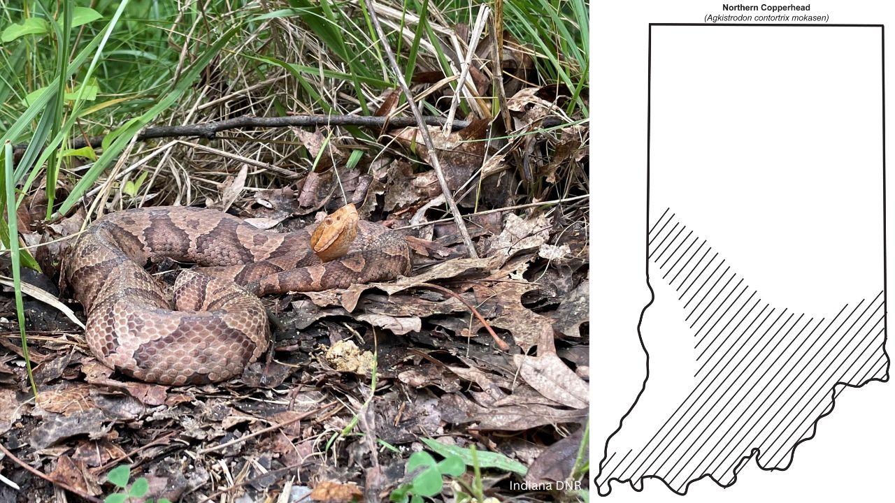 Copperhead - 10 most common snakes you may encounter in Indiana