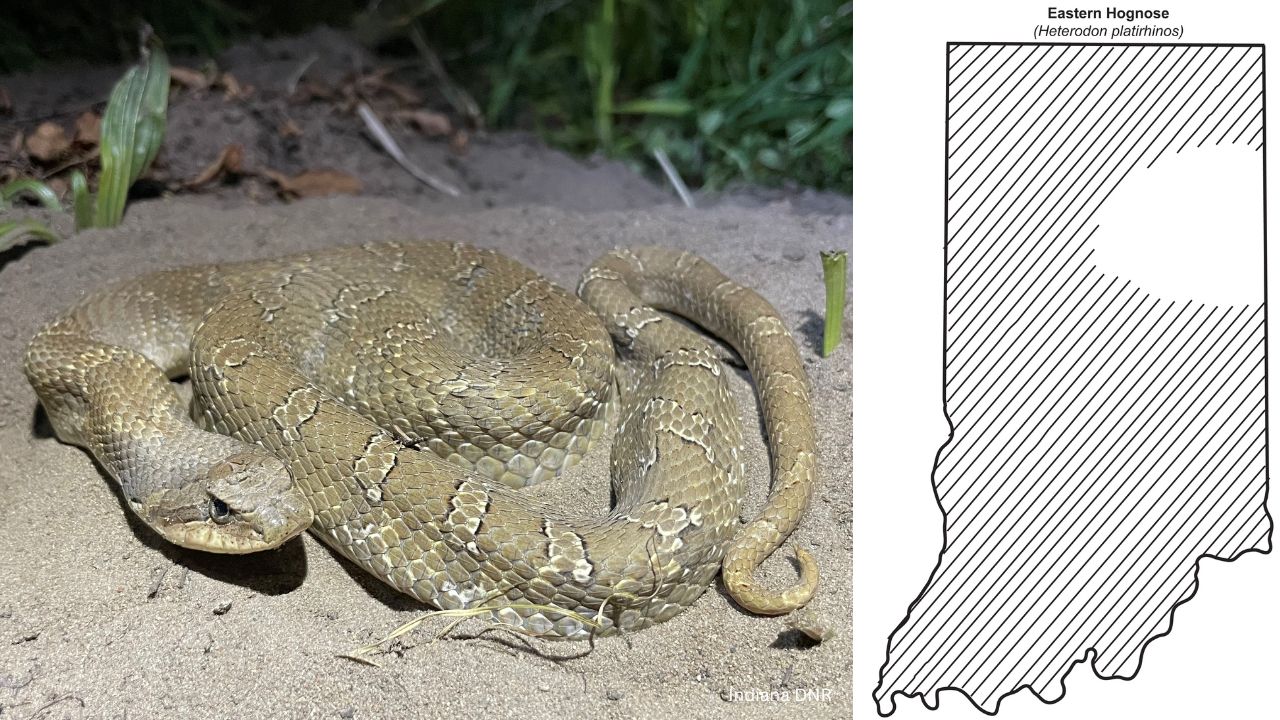 Eastern Hognose - 10 most common snakes you may encounter in Indiana