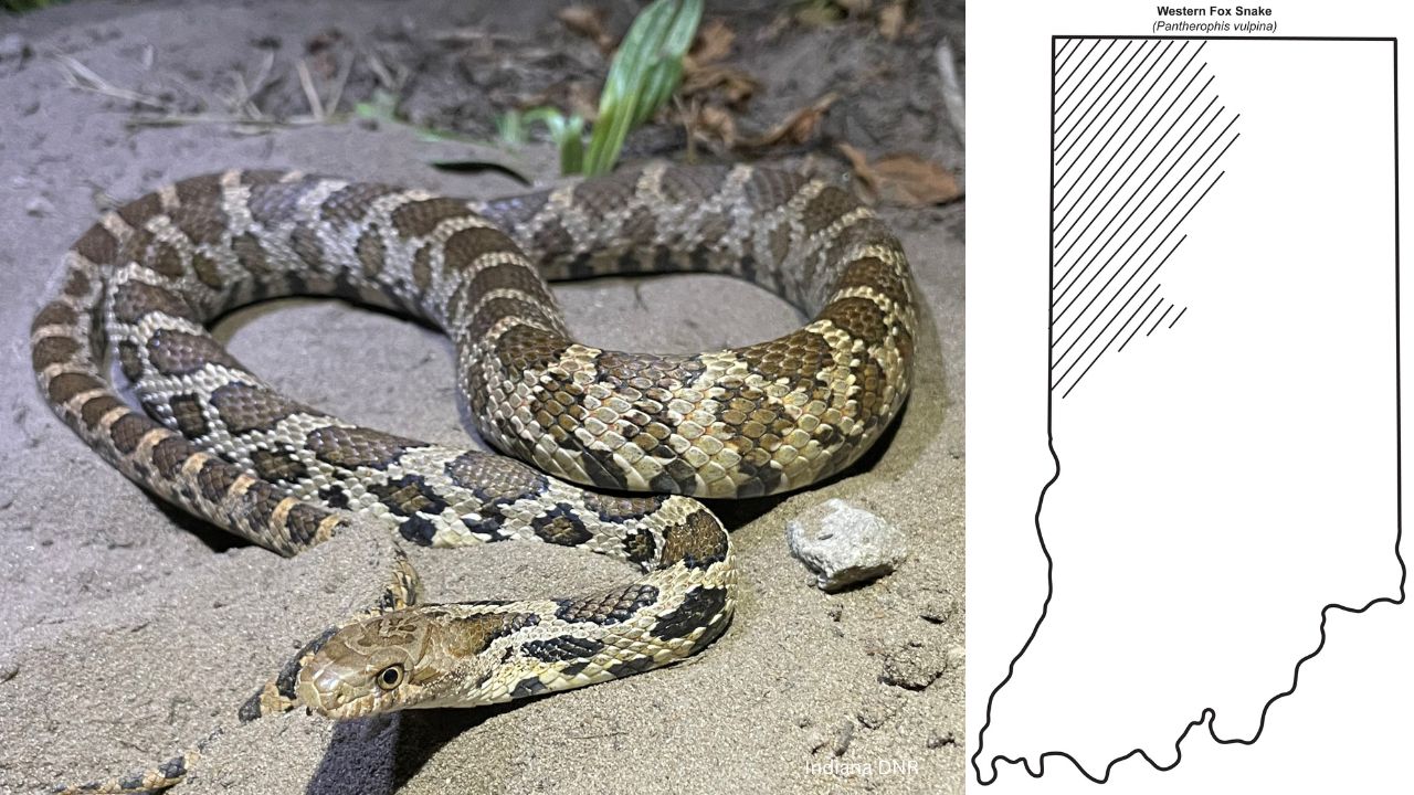 Foxsnake - 10 most common snakes you may encounter in Indiana