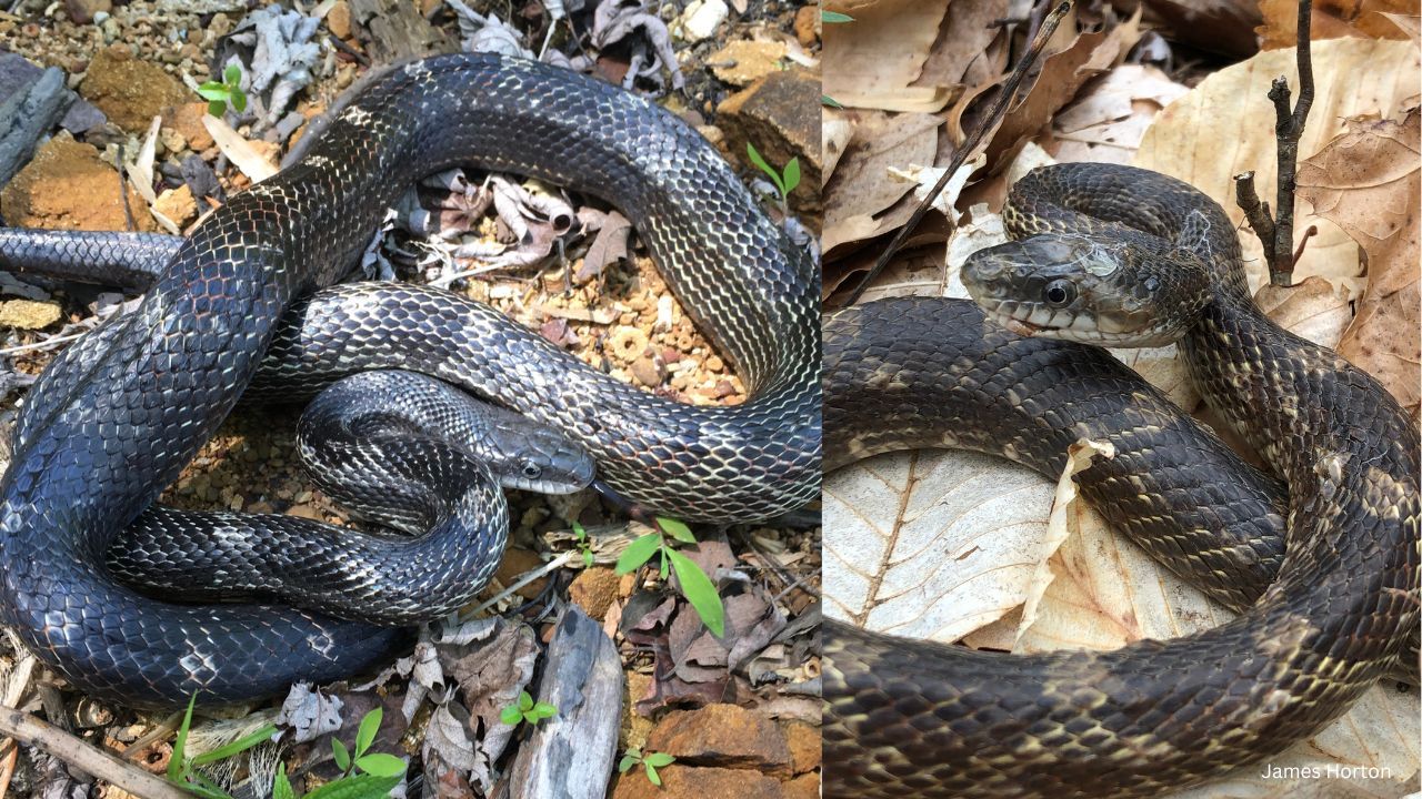 Gray Ratsnake - 10 most common snakes you may encounter in Indiana