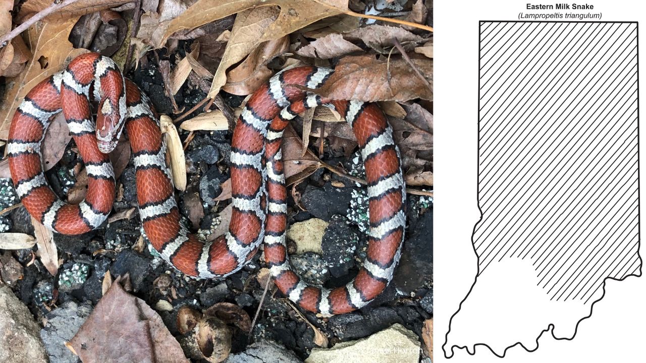 Milksnake - 10 most common snakes you may encounter in Indiana