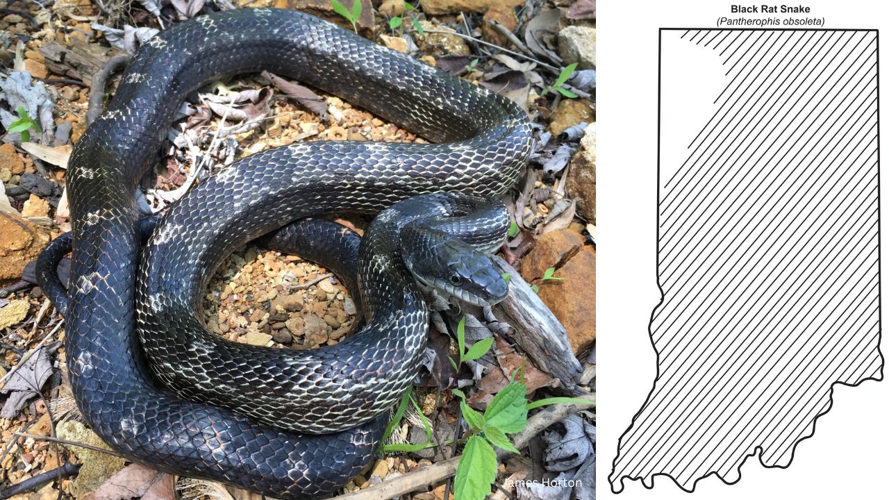 Ratsnake - 10 most common snakes you may encounter in Indiana
