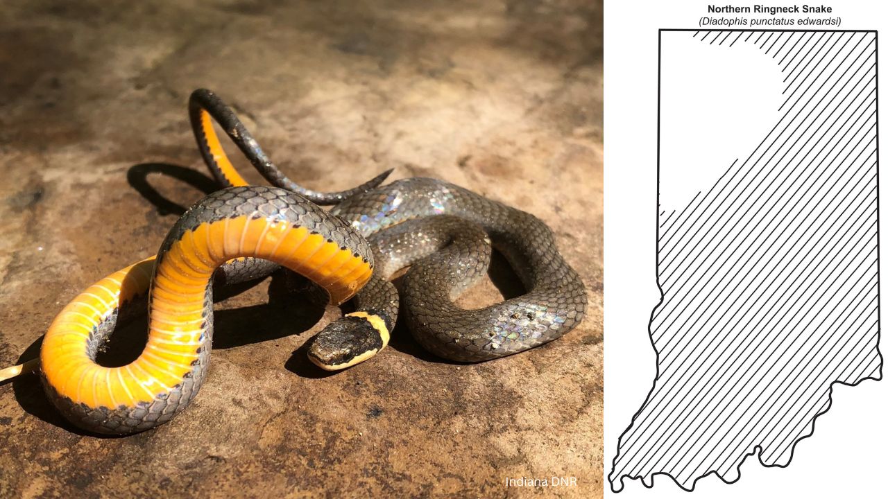 Ringneck - 10 most common snakes you may encounter in Indiana