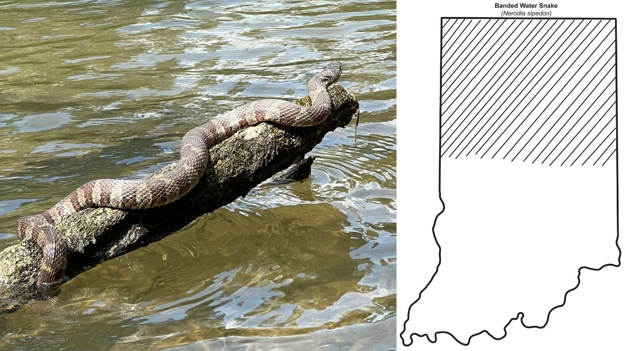 Watersnake - 10 most common snakes you may encounter in Indiana