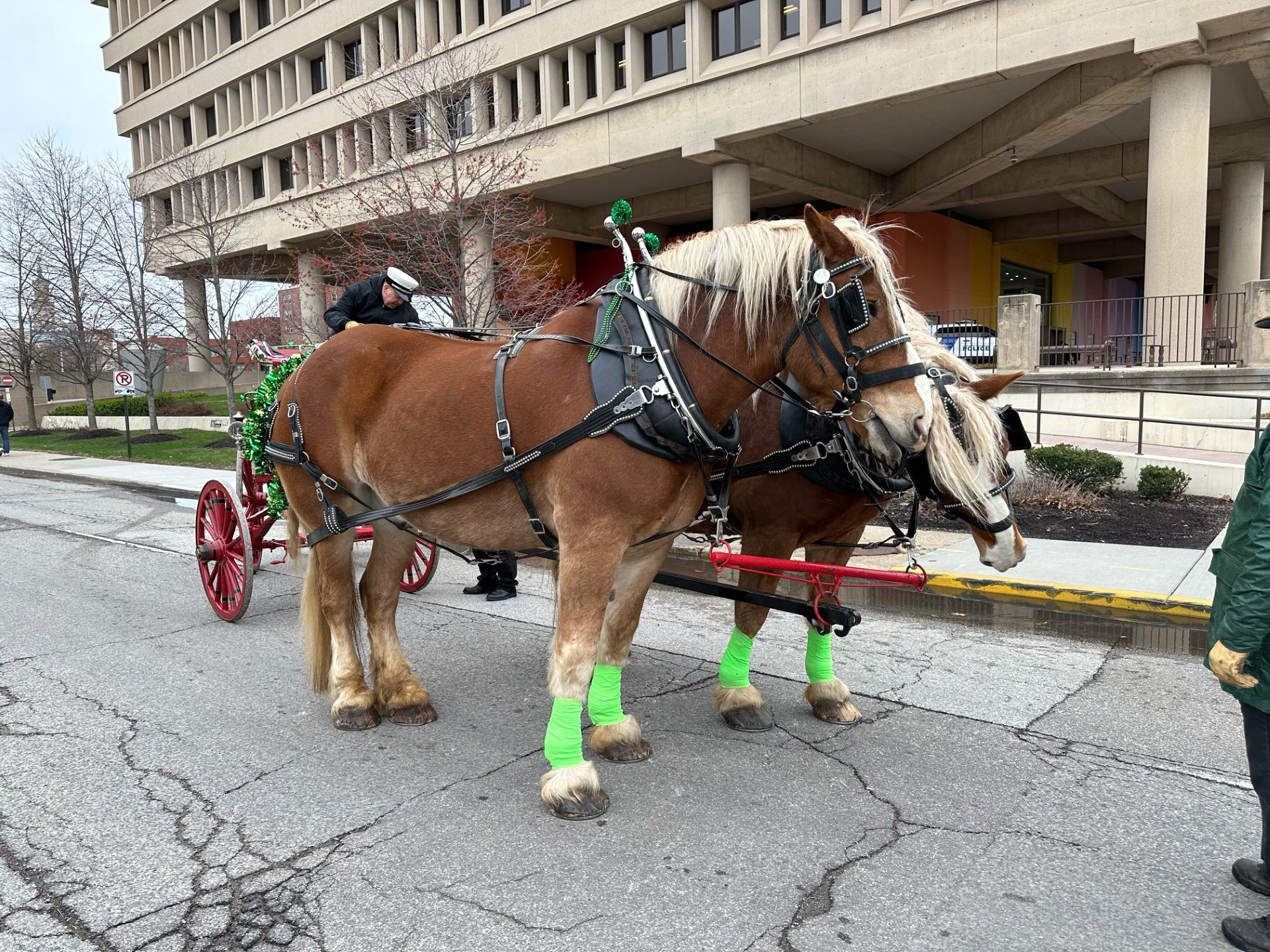 A pair of horses with festive green wrappings around their ankles pause during the annual St. Patrick's Day Parade in downtown Indianapolis on March 15, 2024. (WISH Photo/Hanna Mordoh)
