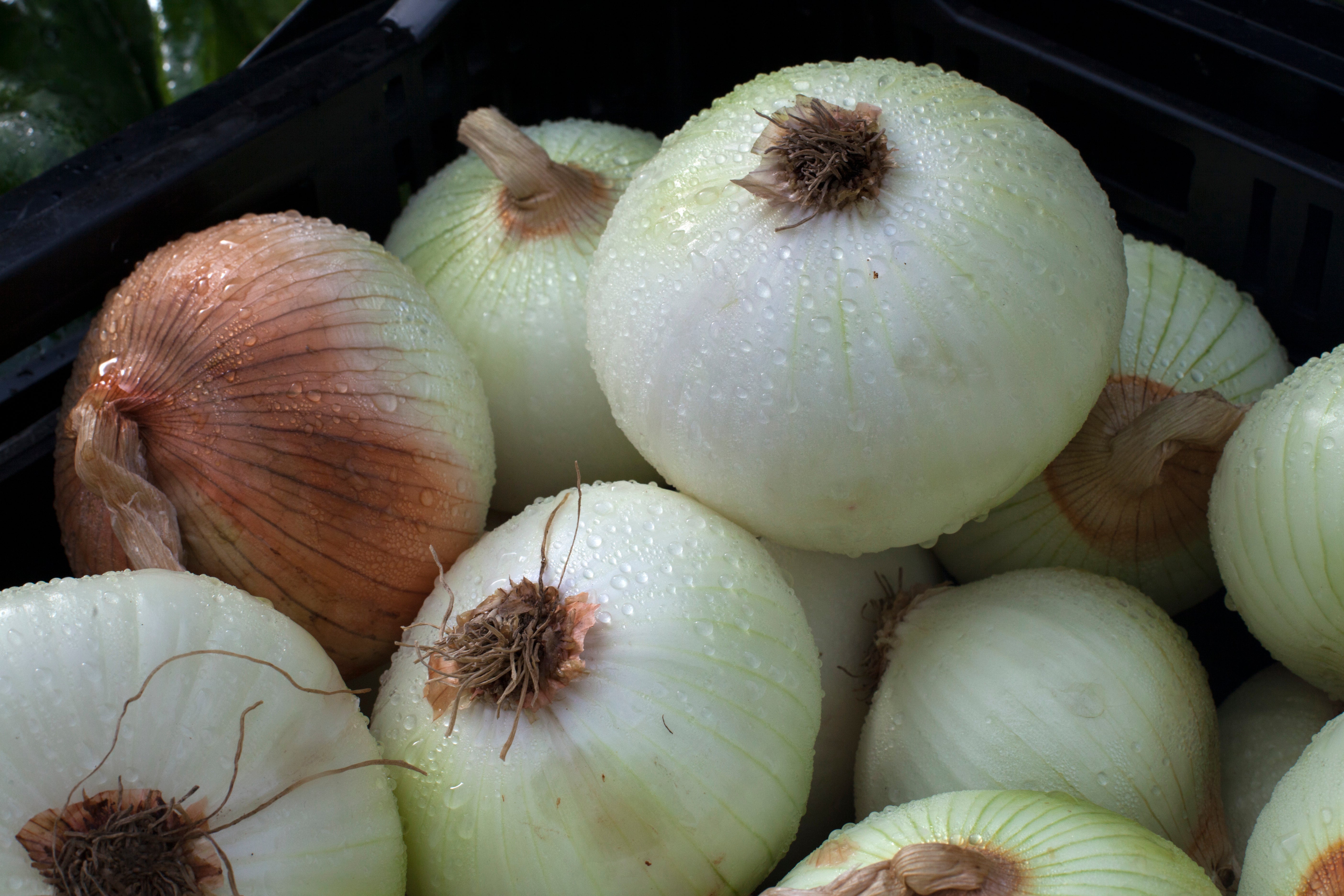 Onions are displayed with summer fruits and vegetables at a farmers market in Falls Church, Va., Saturday, July 28, 2017. (AP Photo/J. Scott Applewhite)