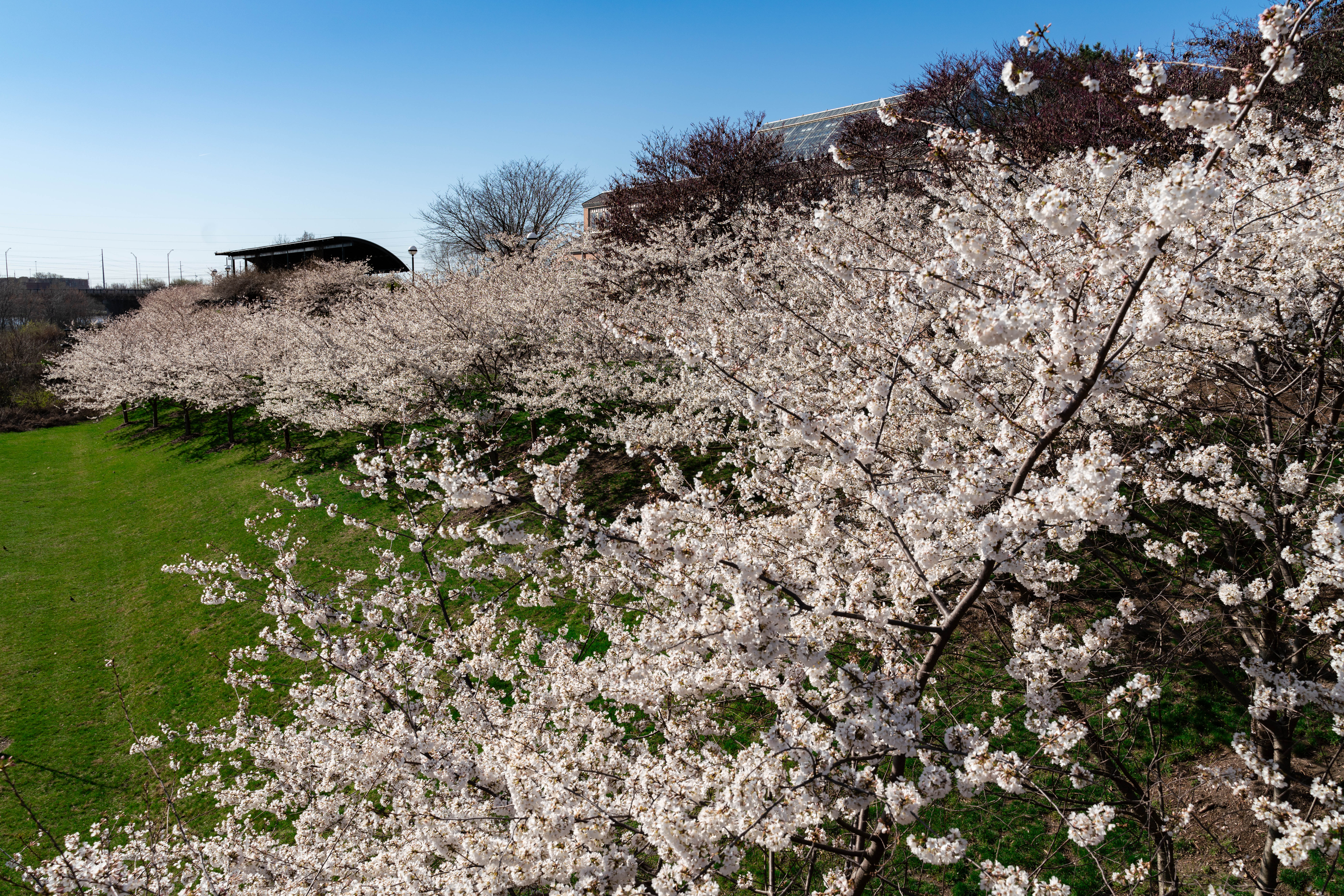 The Japanese Yoshino cherry blossom trees are blooming in White River State Park, signaling spring’s arrival.