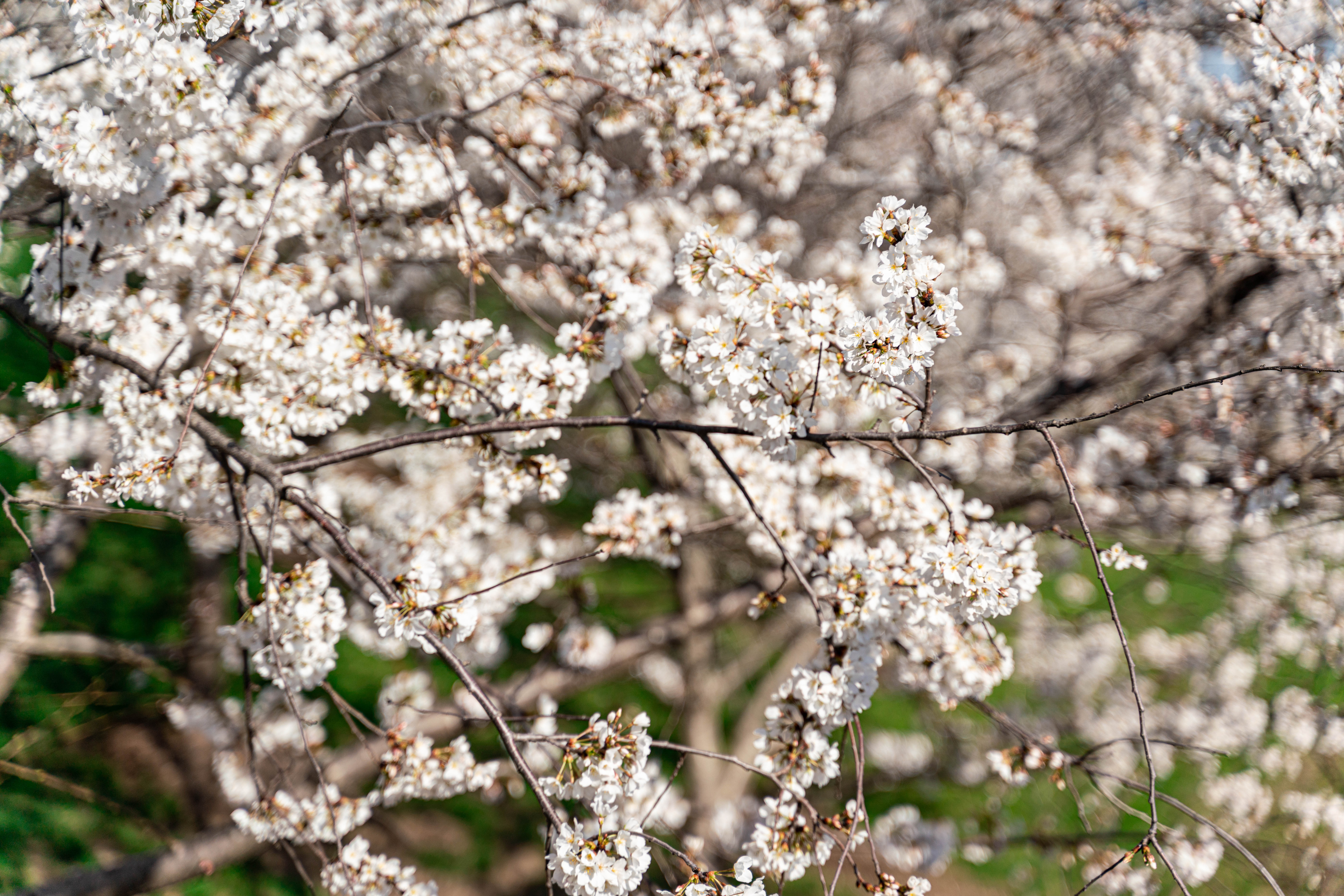 The Japanese Yoshino cherry blossom trees are blooming in White River State Park, signaling spring’s arrival.