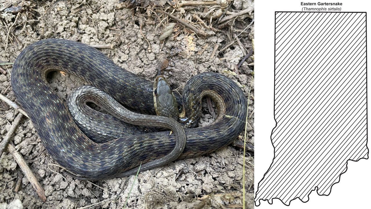Eastern Gartersnake - 10 most common snakes you may encounter in Indiana