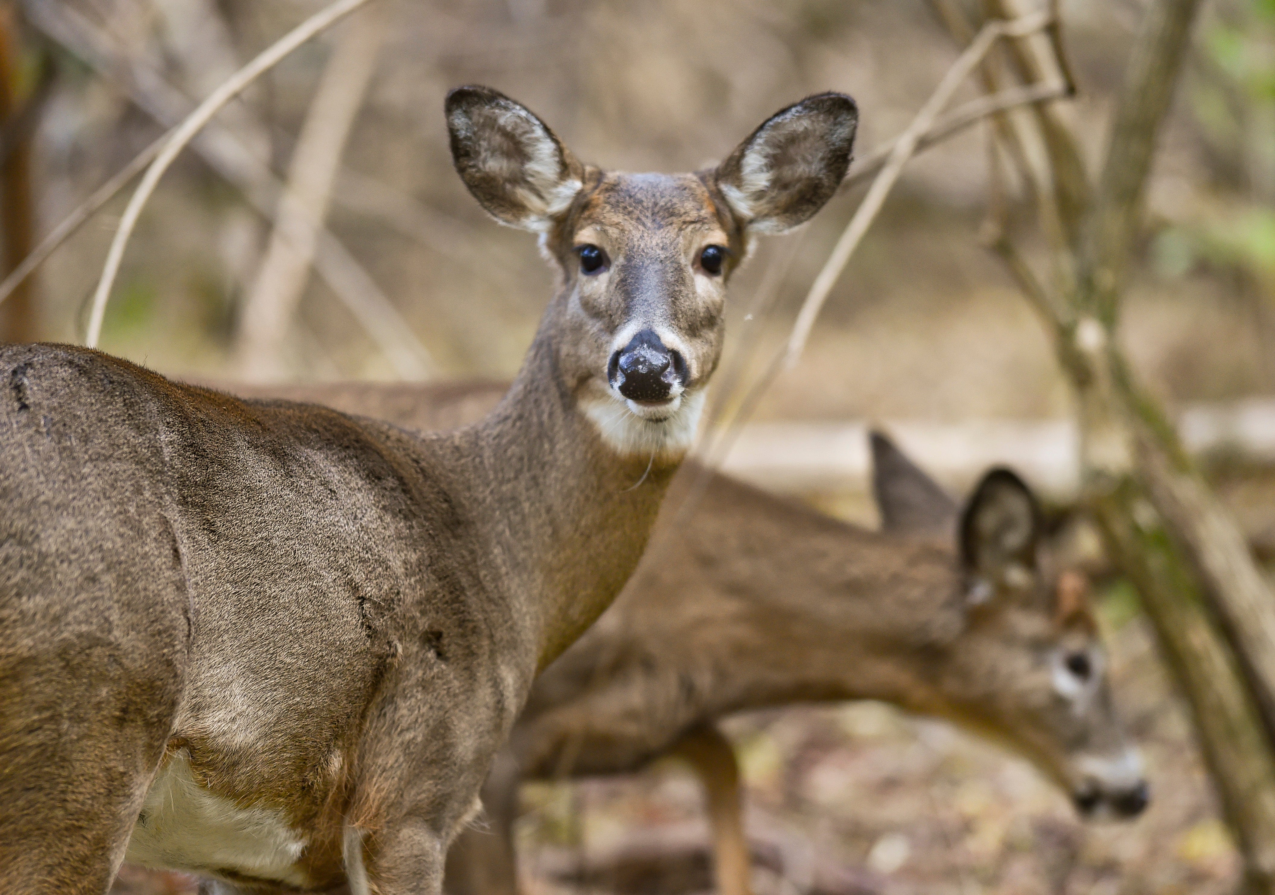 Two whitetail deer look for food in the woods on November 19, 2020. The Indiana Department of Natural Resources (DNR) on Friday confirmed the state’s first positive case of chronic wasting disease — a deadly neurological disease that affects white-tailed deer.(Photo by Ben Hasty/MediaNews Group/Reading Eagle via Getty Images)