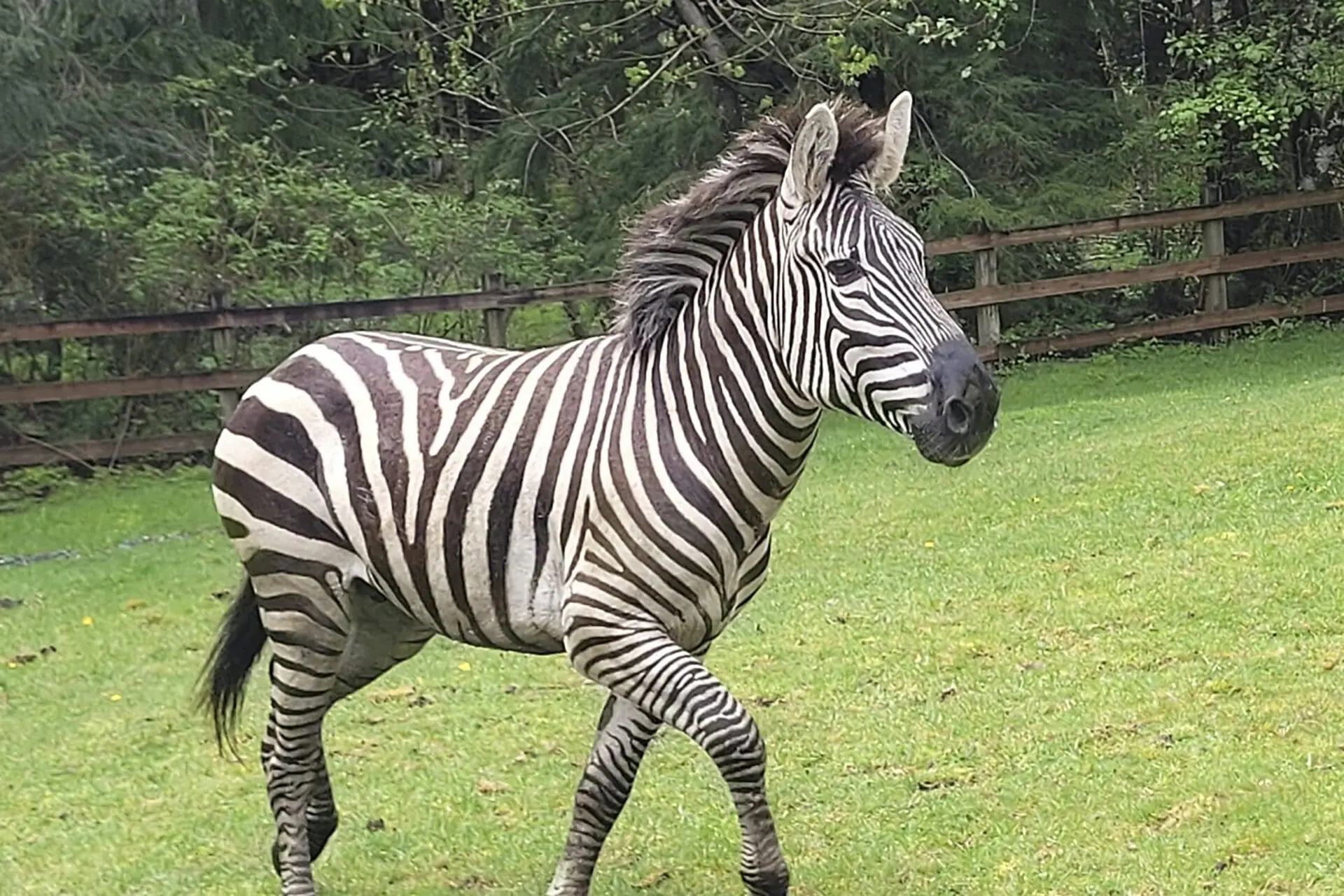 This image provided by the Washington State Patrol shows a zebra that got loose Sunday, April 28, 2024, when the driver stopped at the Interstate 90 exit to North Bend, Wash., to secure the trailer in which they were being carried. The Washington State Patrol said the four zebras made their way to the town before three were capture, and the fate of the fourth was not immediately known.