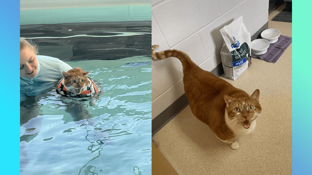 Ty, a fat cat at the Vanderburgh Humane Society in Evansville, Indiana, has started hitting the pool as part of his weight loss journey.