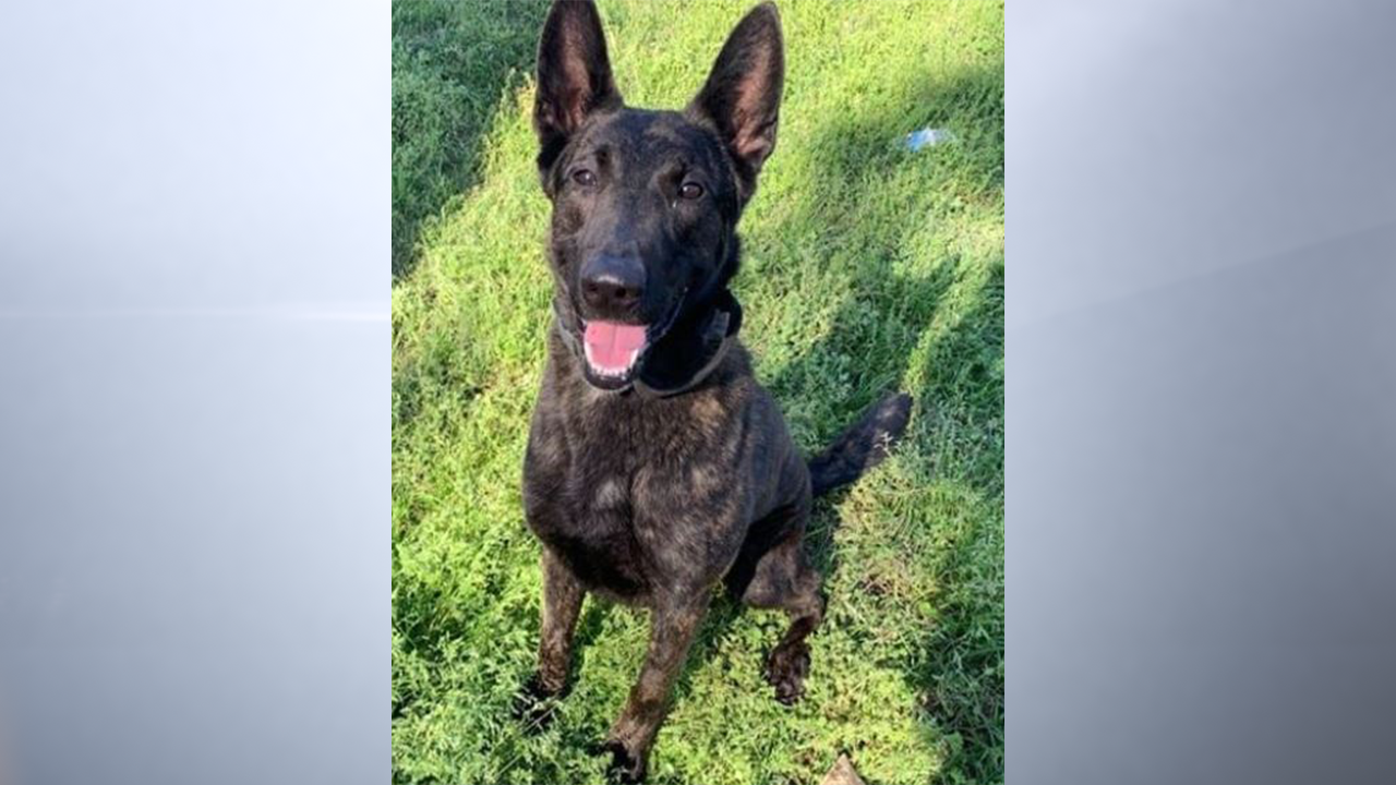 An investigation is underway after a retired Liberty County K-9 was brought to an animal shelter. (CNN Photo)