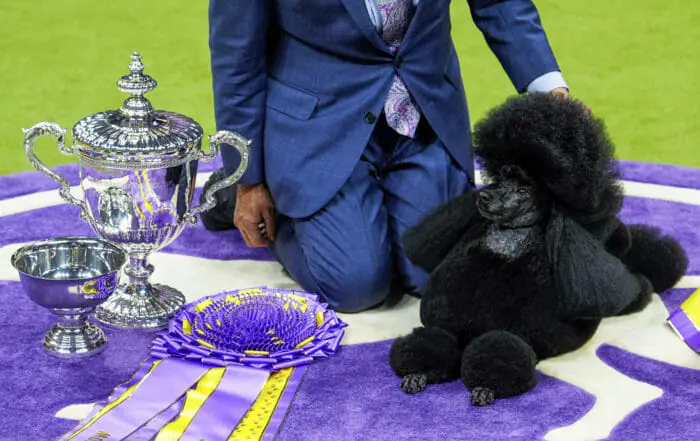 PHOTOS | 10 dogs named Best in Show at the Westminster Dog Show