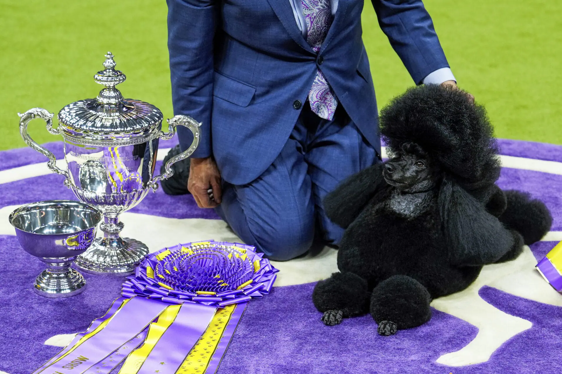 Sage, a miniature poodle, poses for photos after winning best in show at the 148th Westminster Kennel Club dog show Tuesday, May 14, 2024, at the USTA Billie Jean King National Tennis Center in New York.