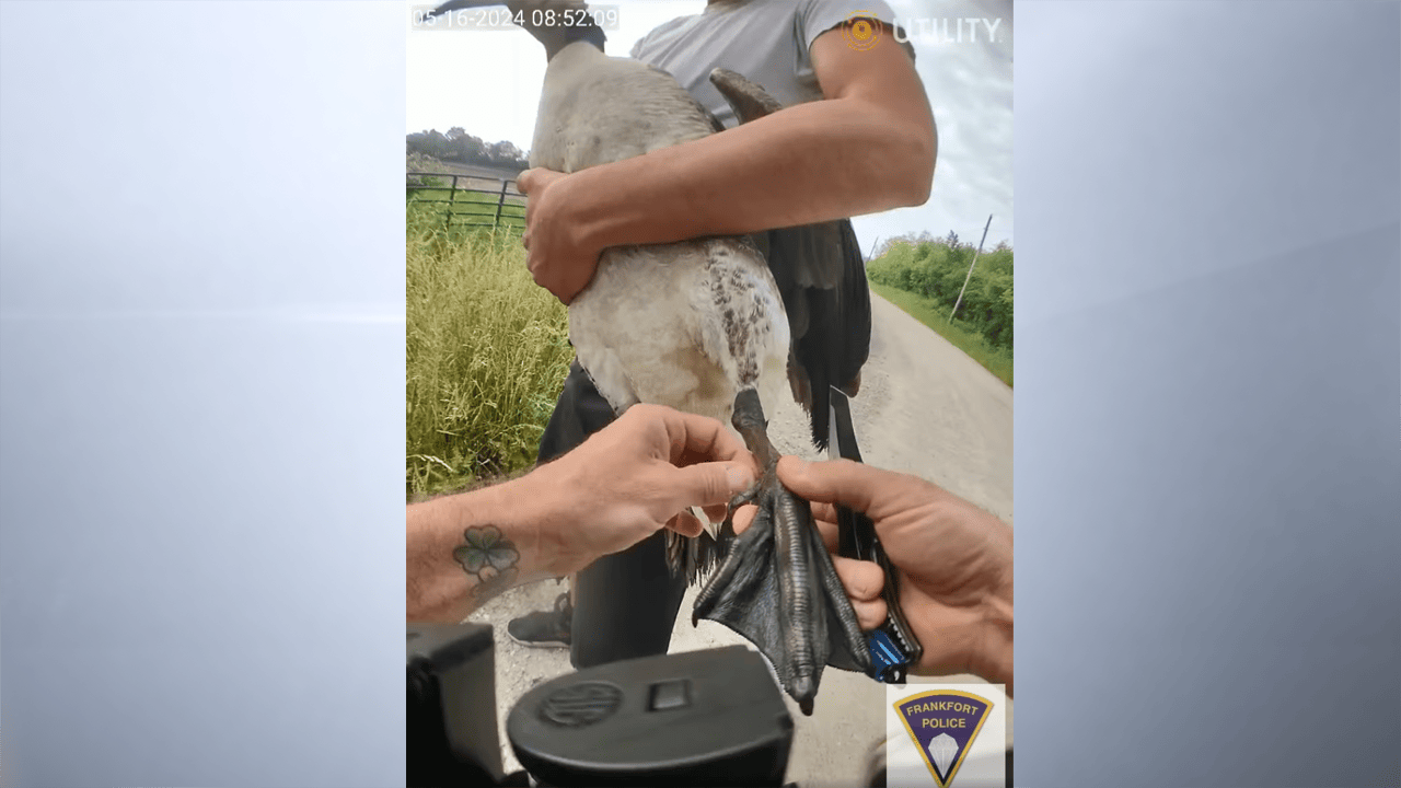 A screenshot of bodycam footage from the Frankfort Police Department shows an officer and a bystander rescuing a goose who became tangled up in fishing line near the City Lagoons.