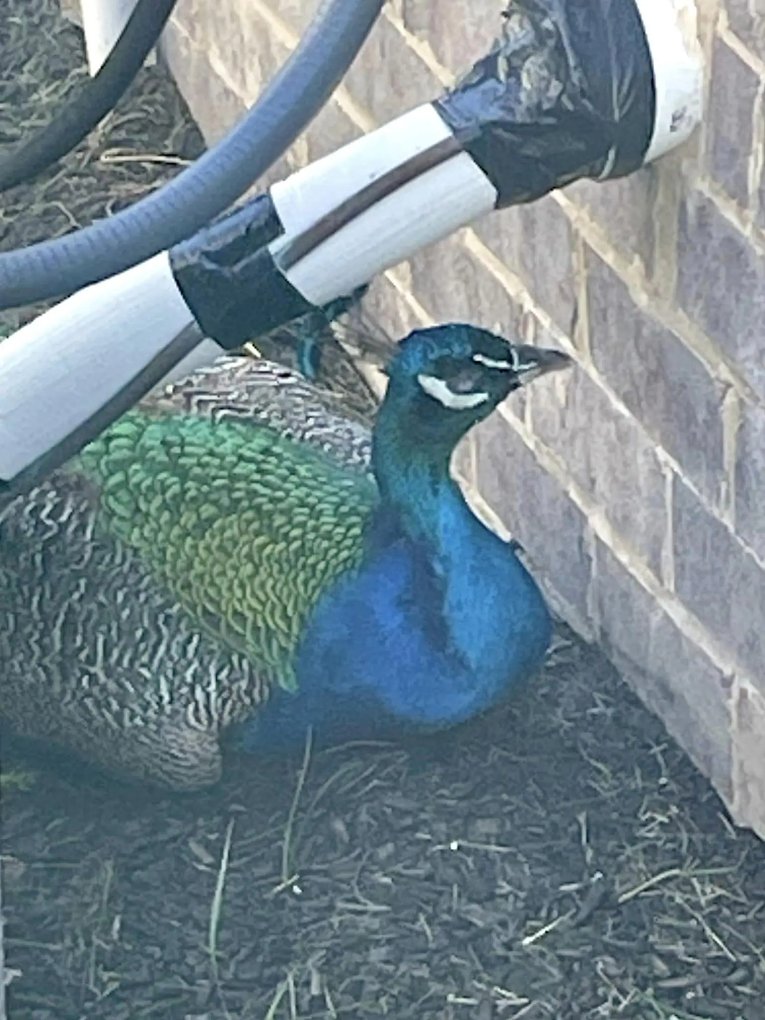 Police announced May 30, 2024, that they'd found a peacock in Westfield, Indiana. (Provided Photo/Westfield Police Department via Facebook)