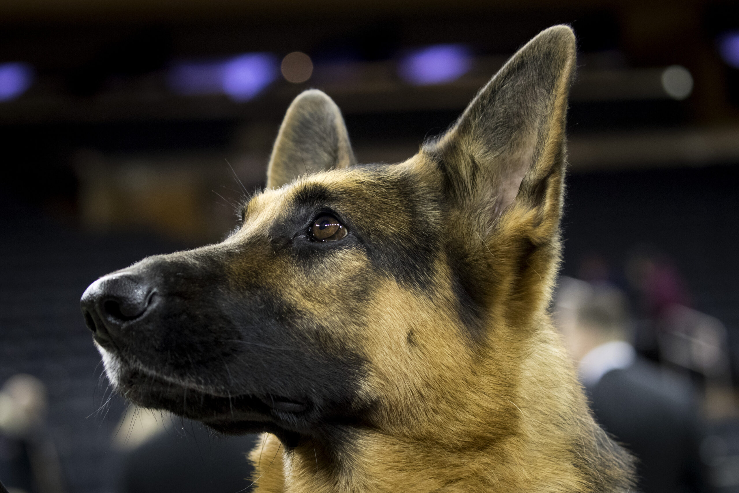 NEW YORK, NY - FEBRUARY 14: Rumor the German Shepherd poses for photos after winning Best In Show at the Westminster Kennel Club Dog Show at Madison Square Garden, February 14, 2017 in New York City. There are 2874 dogs entered in this show with a total entry of 2908 in 200 different breeds or varieties, including 23 obedience entries.