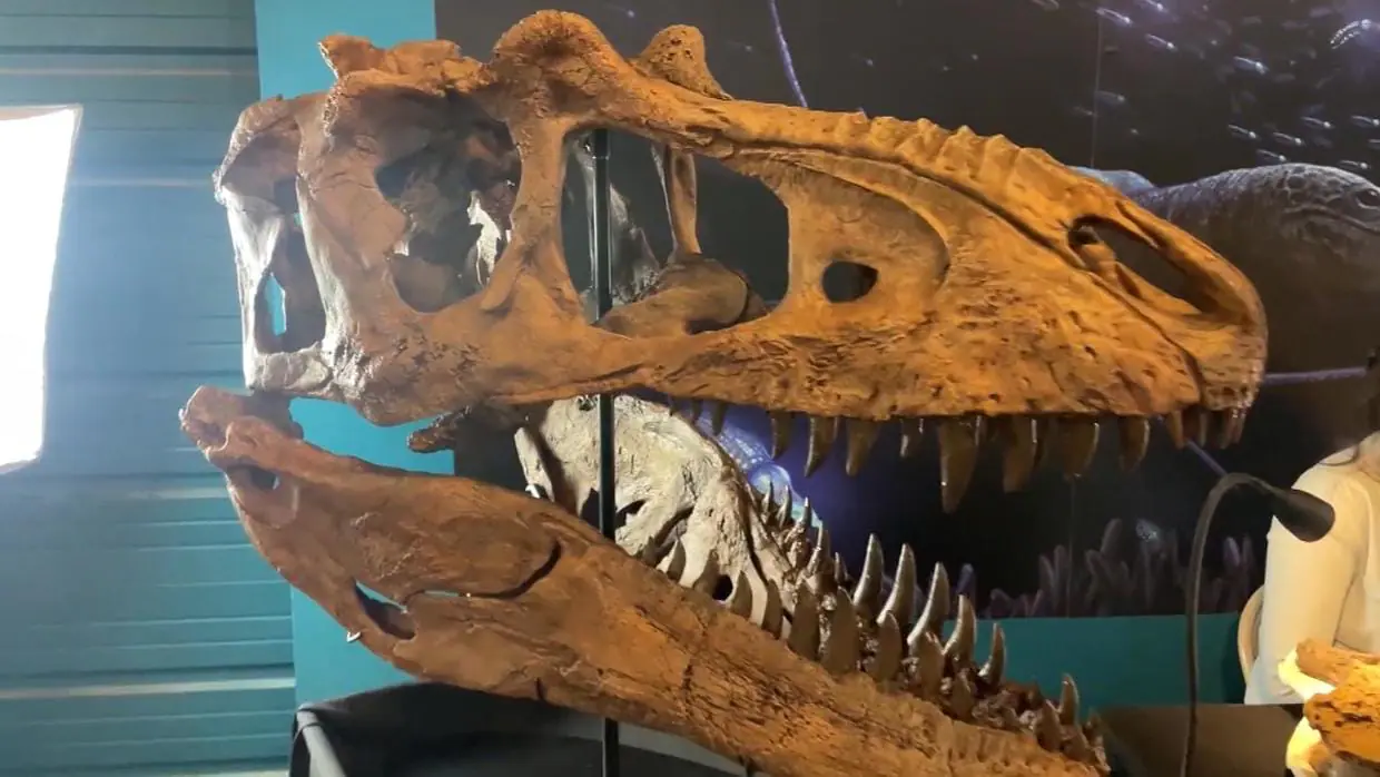 Paleontologists in Colorado unveiled a 3D model of a skull to a new, rare genius of tyrannosaur. The skull, nicknamed 