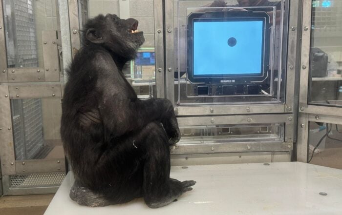 PHOTOS | New chimpanzee complex now open at the Indy Zoo