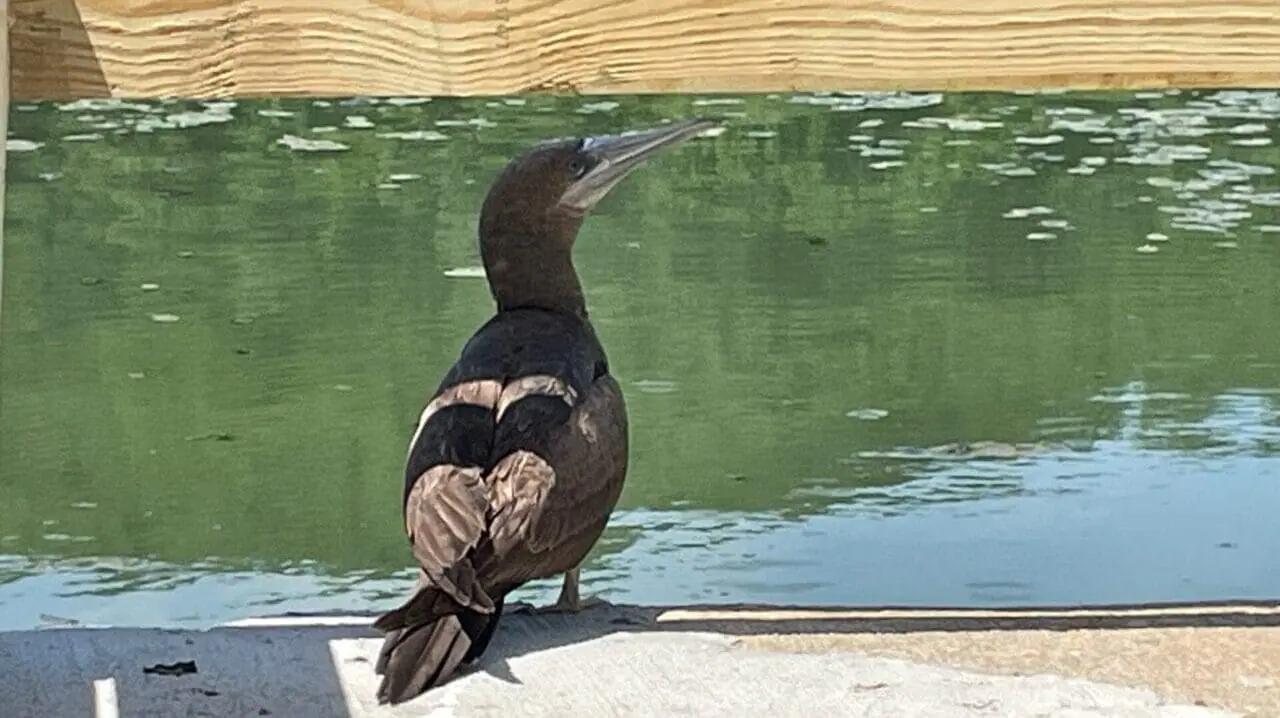 A tropical seabird known as a brown booby made an unexpected pit stop in Indiana last week. The young bird was spotted diving for fish in a lake at Spring Mill State Park. It's only the second time the brown booby has been spotted in Indiana. (Provided Photo/Indiana Department of Natural Resources)